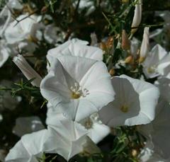 پیچک پیکانی